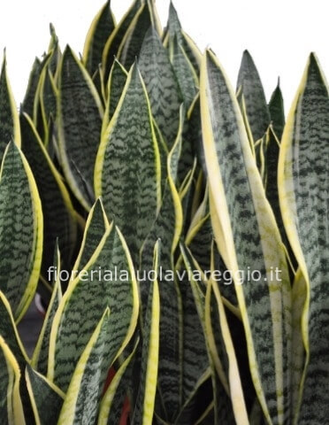 Pianta di sansevieria