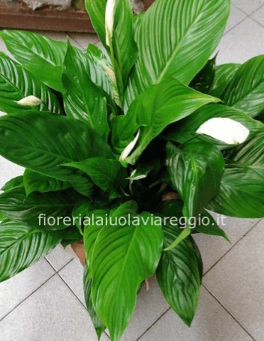 Pianta di Spathifillum fiorita