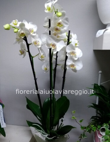 Pianta di Phaleonopsis, diversi colori a richiesta.