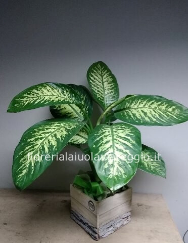 dieffenbachia