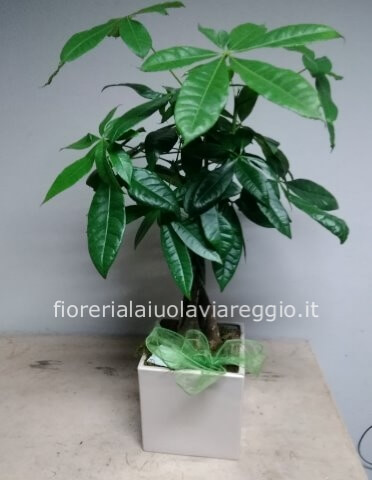 pachira